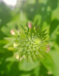 Close-up of plant