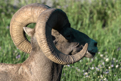 Close-up of elephant