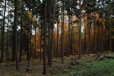 Trees in forest