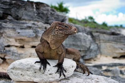 Close-up of lizard on rock