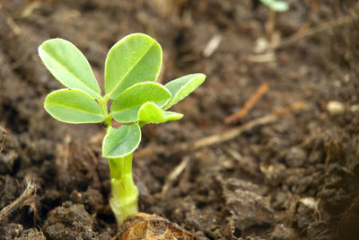 Close-up of plant growing outdoors