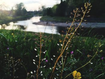 Close-up of plants against sky