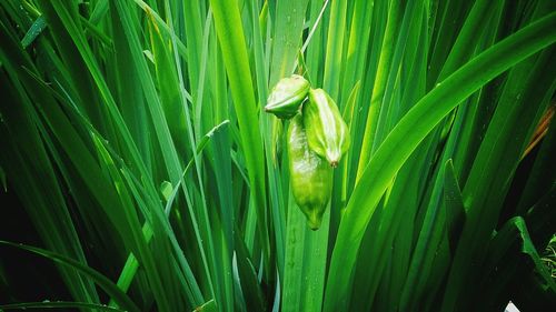 Close-up of green leaves