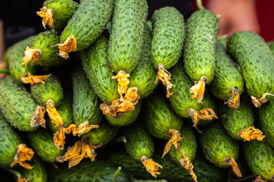 Green cucumber. beautiful fresh green cucumbers. a bunch of cucumbers are for sale in the local 