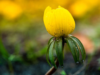 Close-up of yellow flower bud