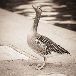 Close-up of a bird