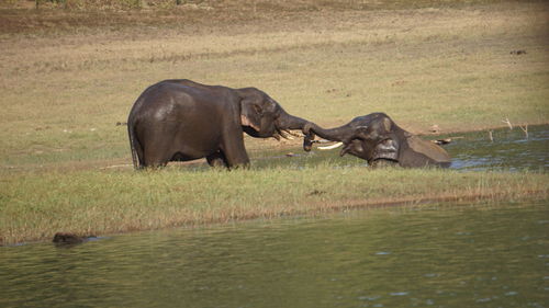 View of elephant frolicking in the water