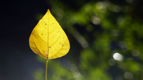 Alone yellow leaf with blur and dark background