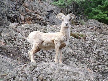 Portrait of lion standing on rock