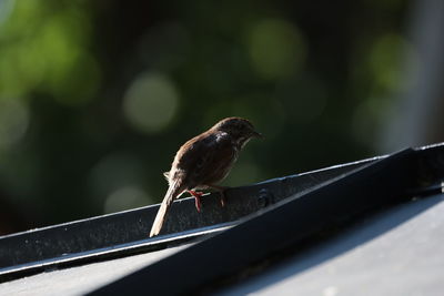 Close-up of bird perching on railing