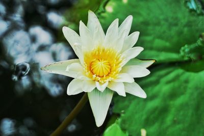 Close-up of white flower