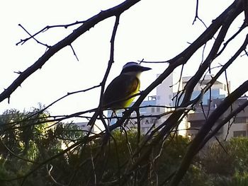 Bird perching on a branch