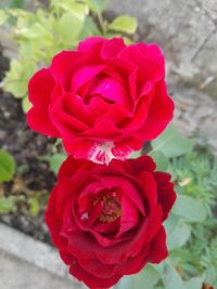 Close-up of red rose