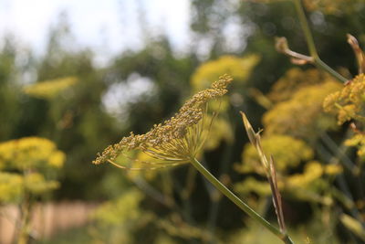 Close-up of insect on flower