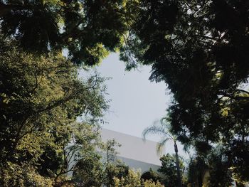 Low angle view of trees against sky