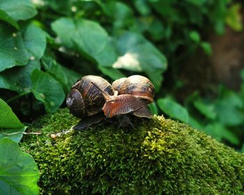 Close-up of snail