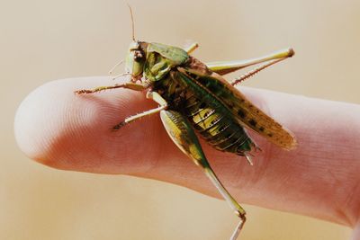 Close-up of hand holding insect