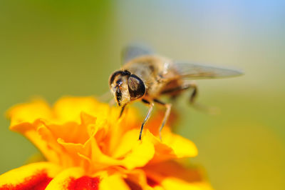 Close-up of bee pollinating on yellow flower