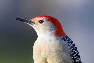 Close-up of bird