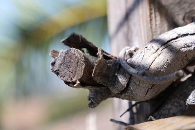 Close-up of a sculpture