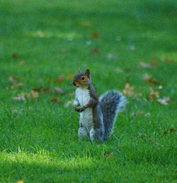 Rabbit on grassy field