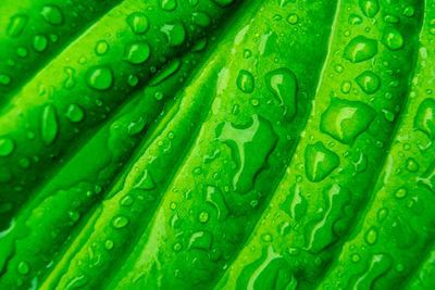 Full frame shot of raindrops on green leaf