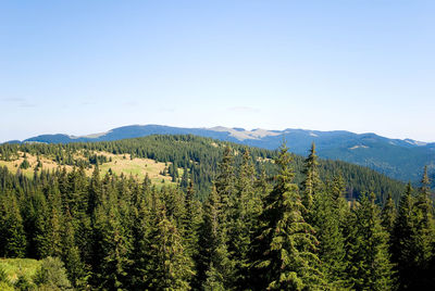 Scenic view of pine trees against sky