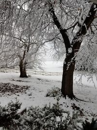 Bare trees on snow covered landscape