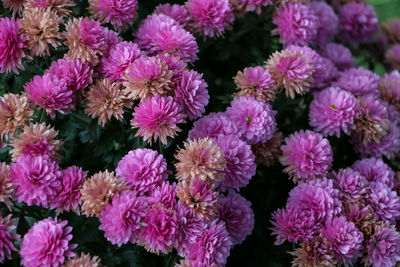 Close-up of pink flowering plants
