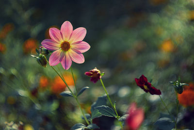 Close-up of pink flowering plants