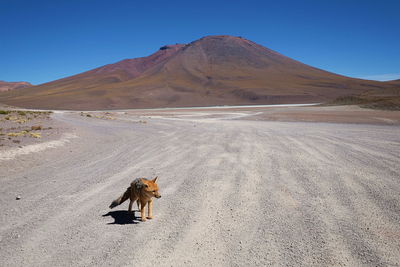 Horse on sand against clear sky