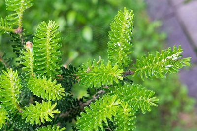 Close-up of wet plant