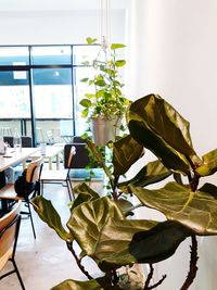 Potted plant on table at home