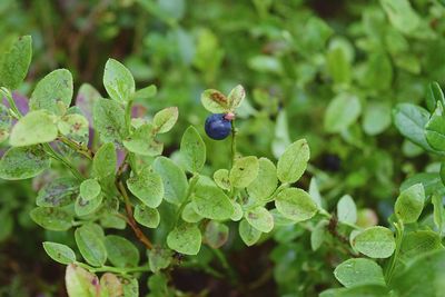 Close-up of grapes growing on plant
