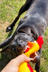 Close-up of hand holding dog eating food