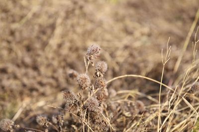 Close-up of wilted flower on field