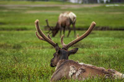 View of deer on field