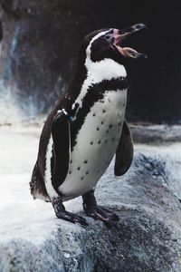 Close-up of penguin standing in aquarium