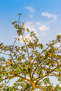 Low angle view of flowering plant against sky