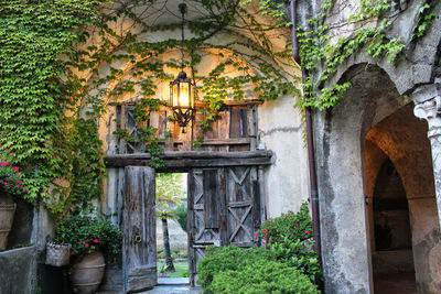 Potted plants outside building