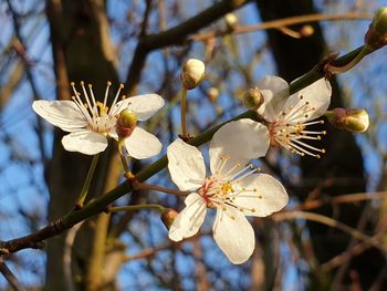 Close-up of cherry blossom tree