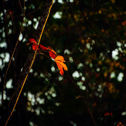 Close-up of flower growing on tree
