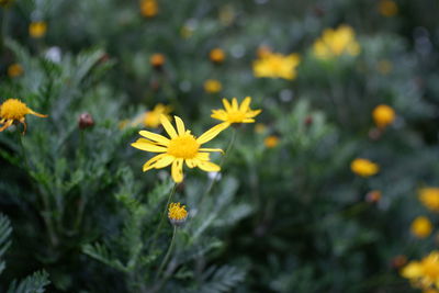 Close-up of yellow flowering plant on field