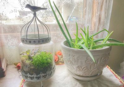 Close-up of plants on table