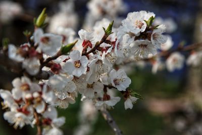 Close-up of cherry blossom