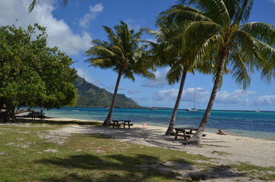 Scenic view of palm trees on beach against sky