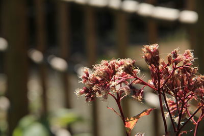 Close-up of pink flowering plant