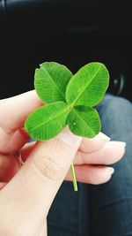 Close-up of cropped hand holding plant