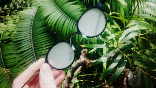 Cropped image of hand holding eyeglasses against tree