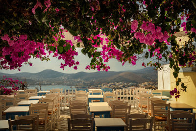 Pink flowers against empty tables and chairs at outdoor restaurant